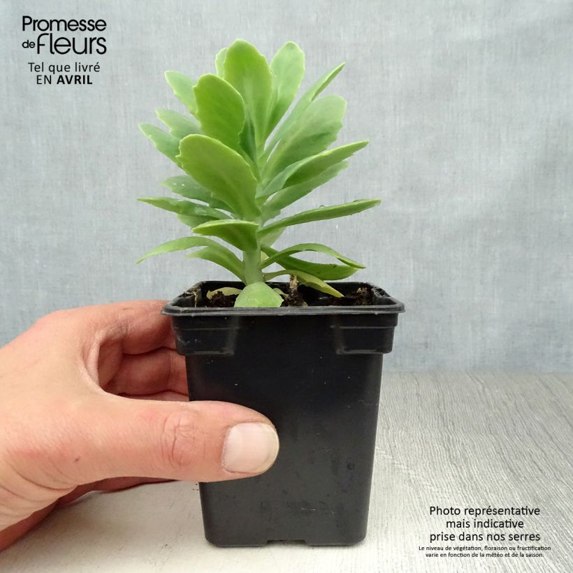 Sedum spectabile Carmen - Autumn Stonecrop 7/8 cm pot sample as delivered in spring