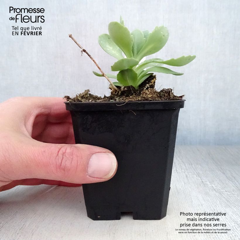 Sedum spectabile Meteor - Autumn Stonecrop 8/9 cm pot sample as delivered in winter