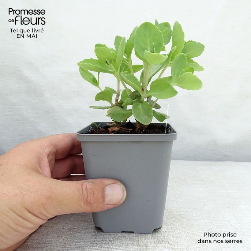 Sedum spectabile Septemberglut - Autumn Stonecrop 8/9 cm pot sample as delivered in spring