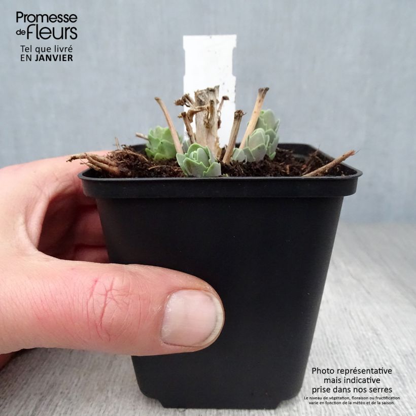 Sedum spectabile Septemberglut - Autumn Stonecrop 8/9 cm pot sample as delivered in winter