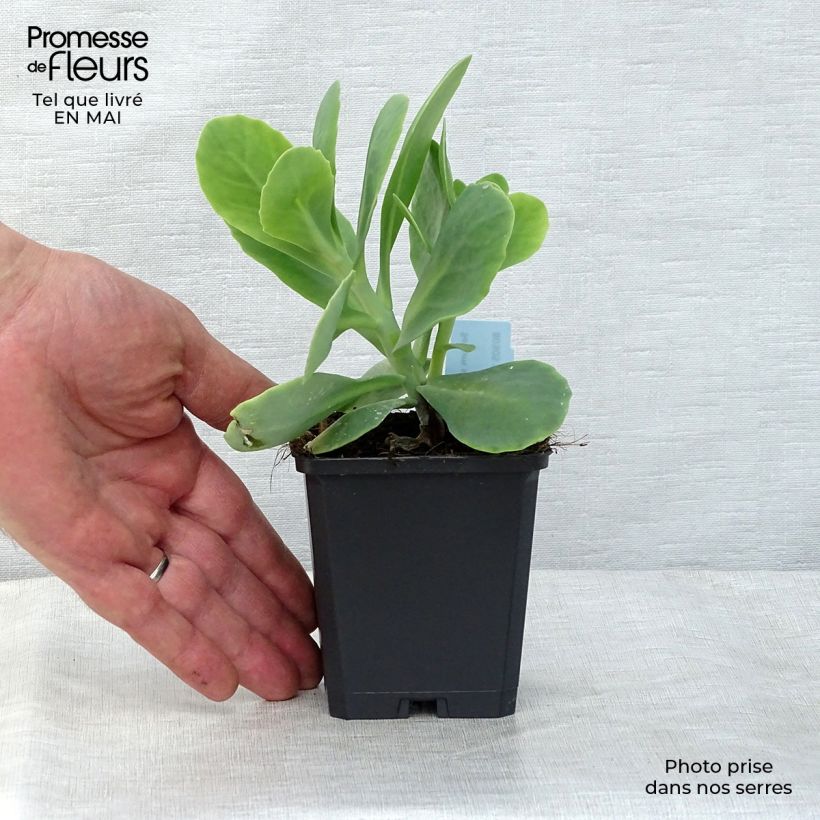 Sedum spectabile Stardust - Autumn Stonecrop 8/9 cm pot sample as delivered in spring