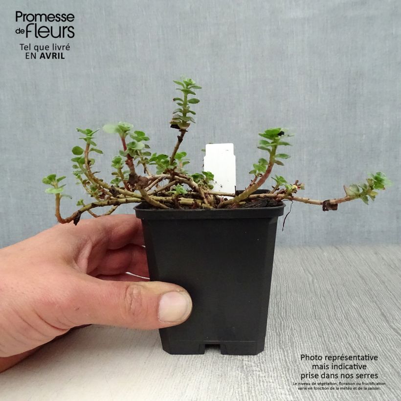 Sedum spurium Album Superbum - Autumn Stonecrop 8/9 cm pot sample as delivered in spring
