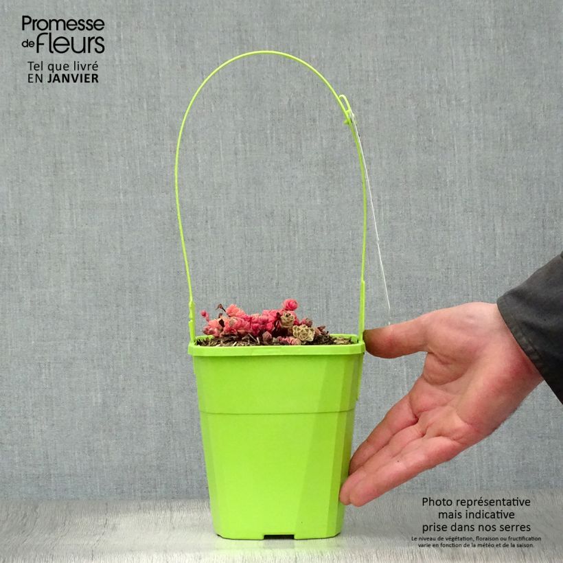 Sedum takesimense Atlantis - Stonecrop 1.5L/2L pot sample as delivered in winter