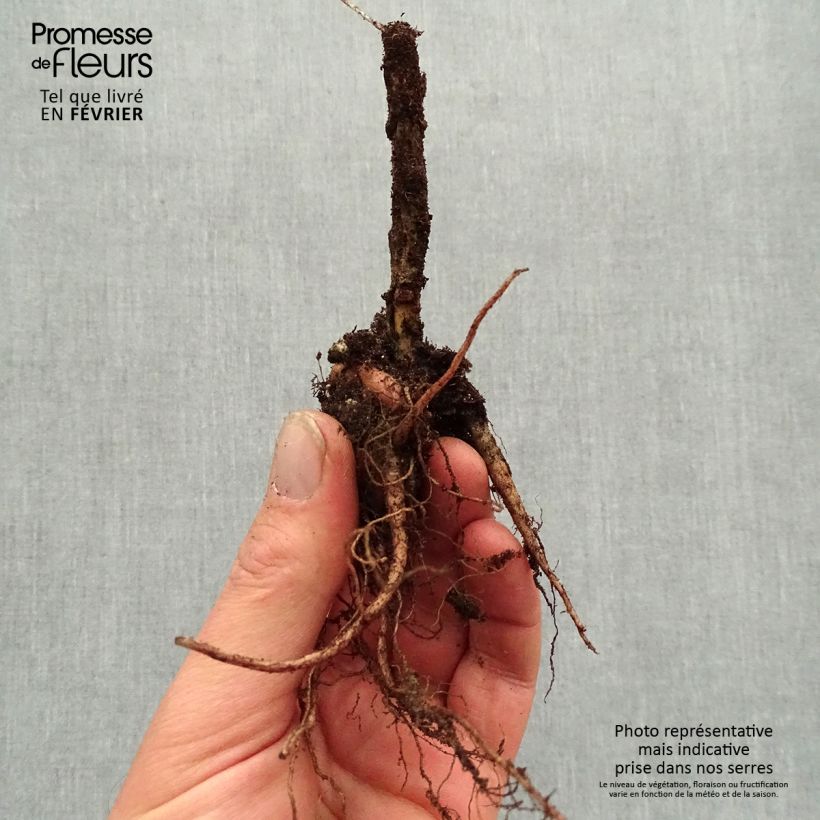 Sedum telephium Lajos Autumn Charm - Autumn Stonecrop Bare root sample as delivered in winter