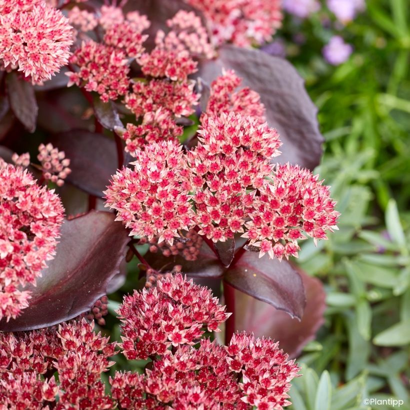 Sedum Black Knight - Autumn Stonecrop (Flowering)