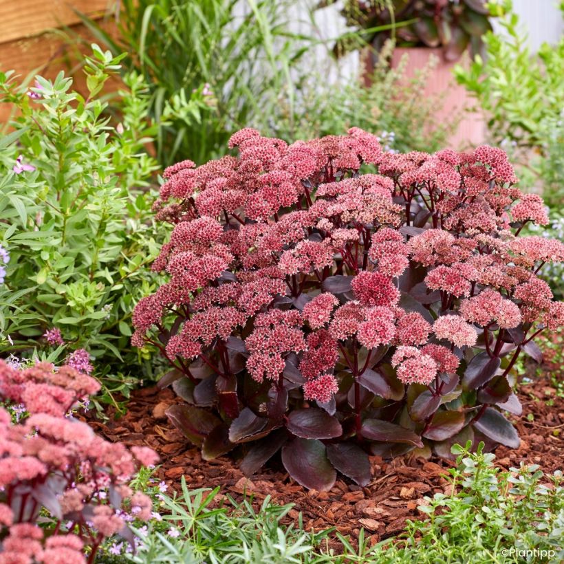 Sedum Black Knight - Autumn Stonecrop (Plant habit)