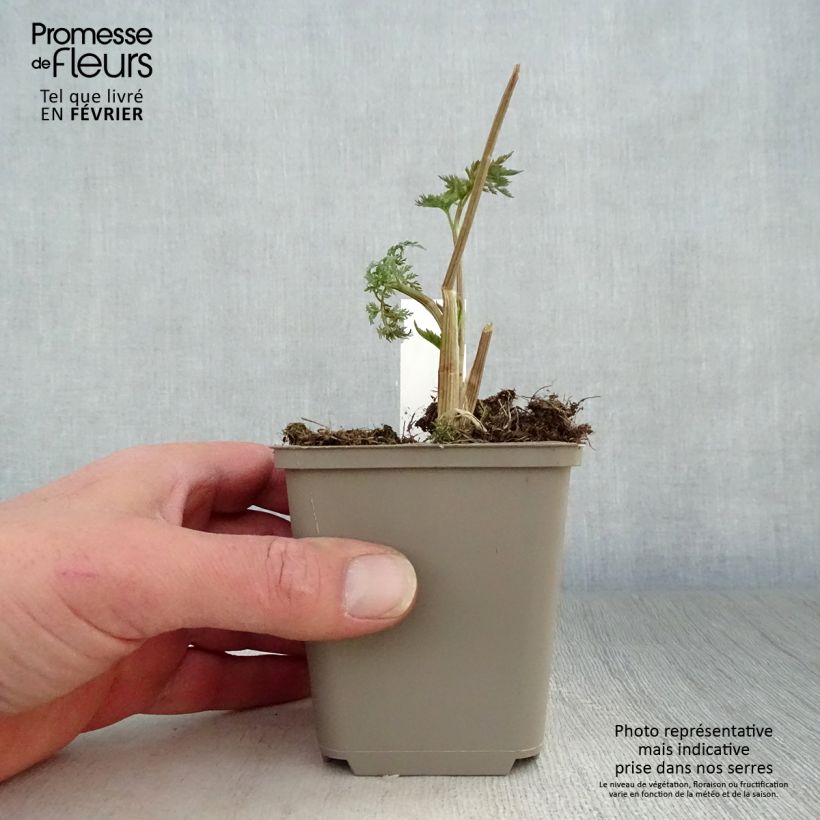 Selinum wallichianum 8/9 cm pot sample as delivered in winter