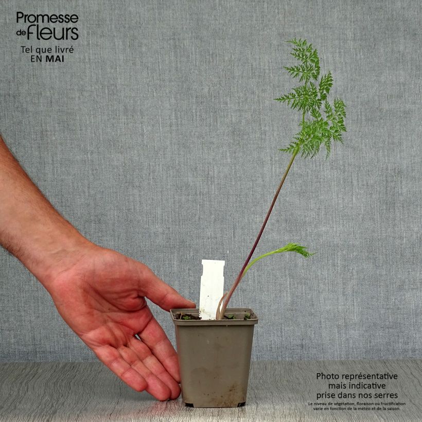 Selinum wallichianum 8/9 cm pot sample as delivered in spring