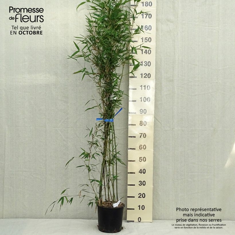 Semiarundinaria makinoi   4L/5L pot sample as delivered in autumn