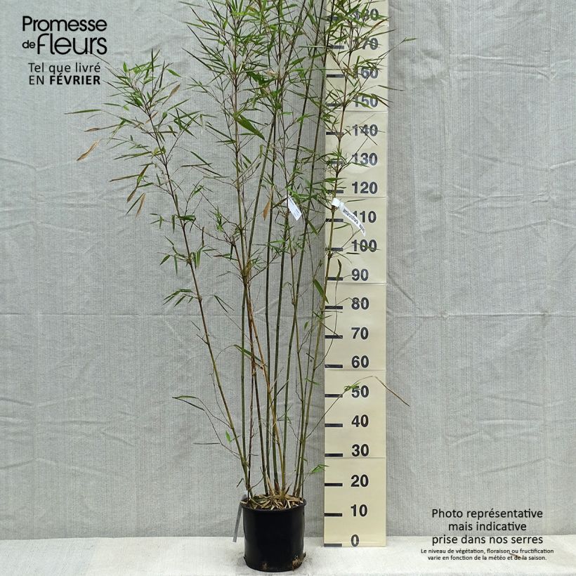 Semiarundinaria makinoi   4L/5L pot sample as delivered in winter
