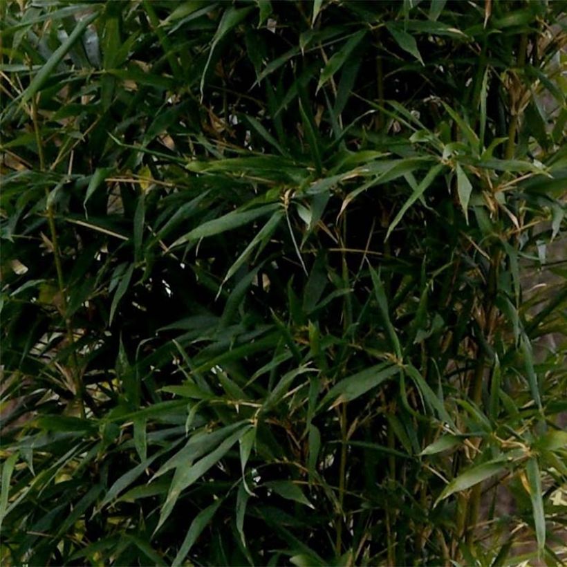 Semiarundinaria yashadake f. kimmei (Foliage)