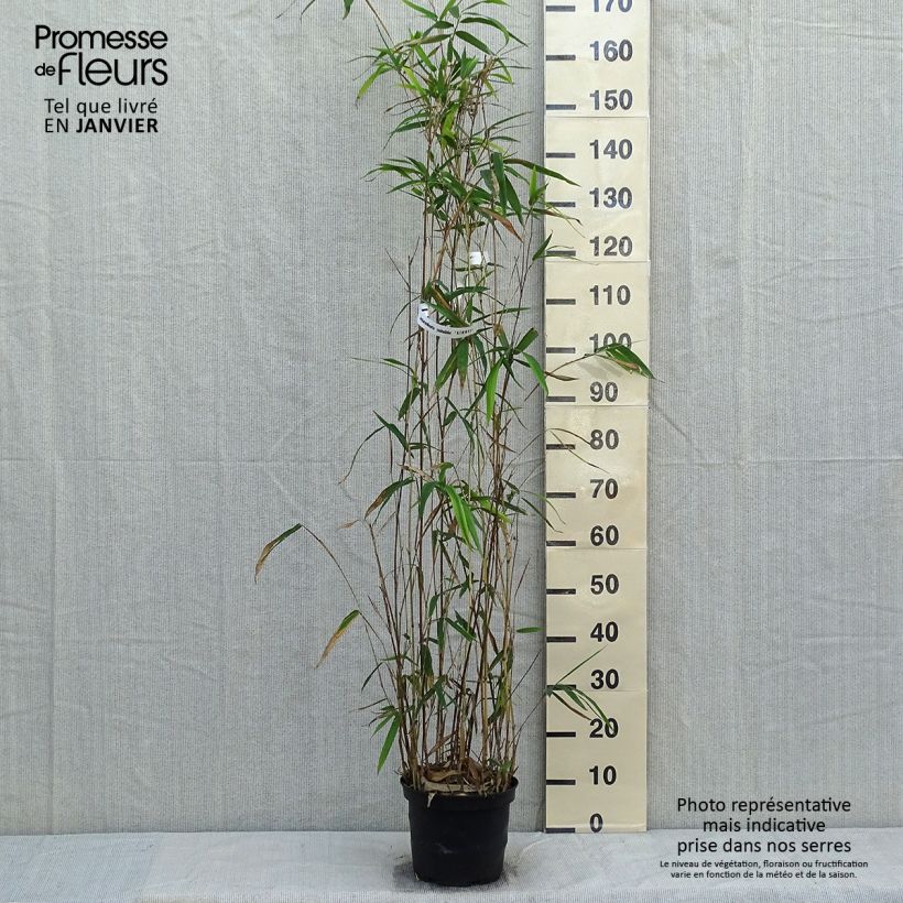 Semiarundinaria yashadake f. kimmei   4L/5L pot sample as delivered in winter