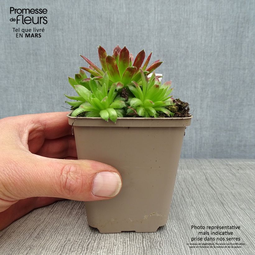 Sempervivum x arachnoideum Alpha 8/9 cm pot sample as delivered in spring
