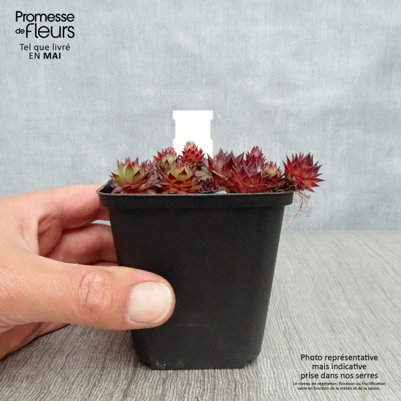 Sempervivum Bronco 8/9 cm pot sample as delivered in spring