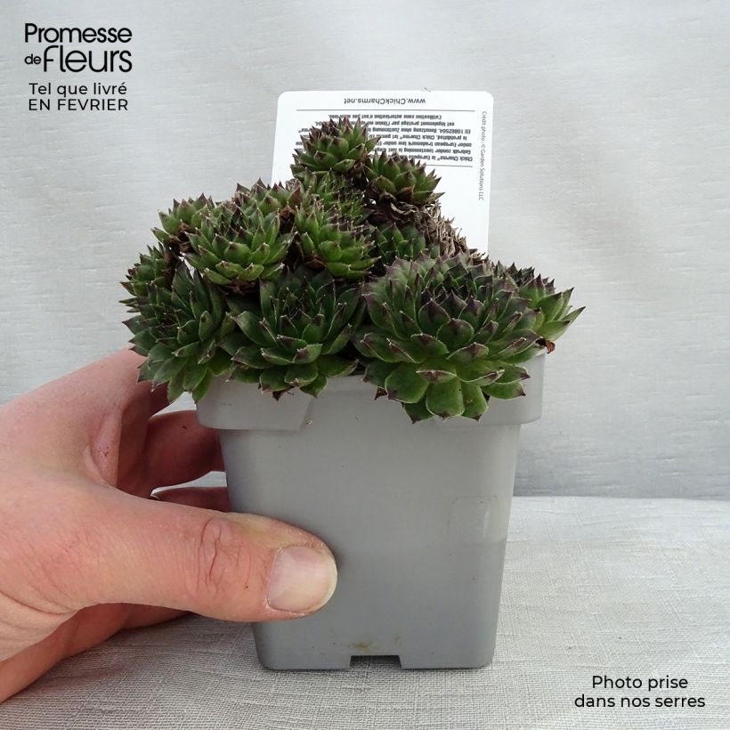 Sempervivum Chick Charms Appletini 10cm/11cm pot sample as delivered in winter