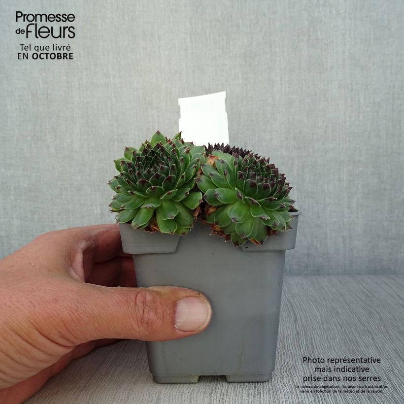 Sempervivum Chick Charms Appletini 10cm/11cm pot sample as delivered in autumn