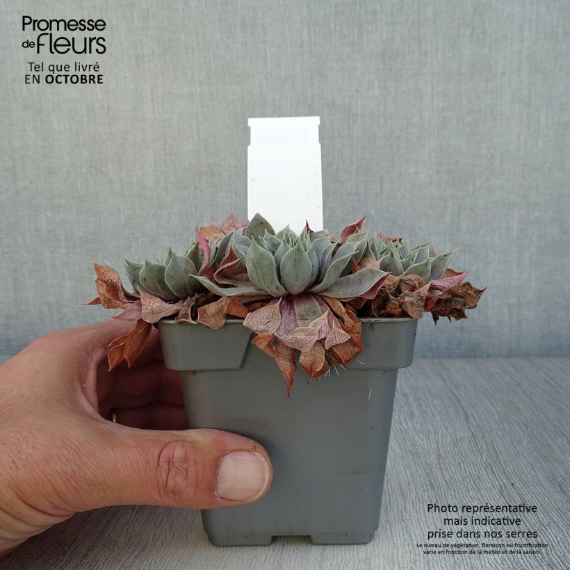 Sempervivum Chick Charms Berry Blues 10cm/11cm pot sample as delivered in autumn