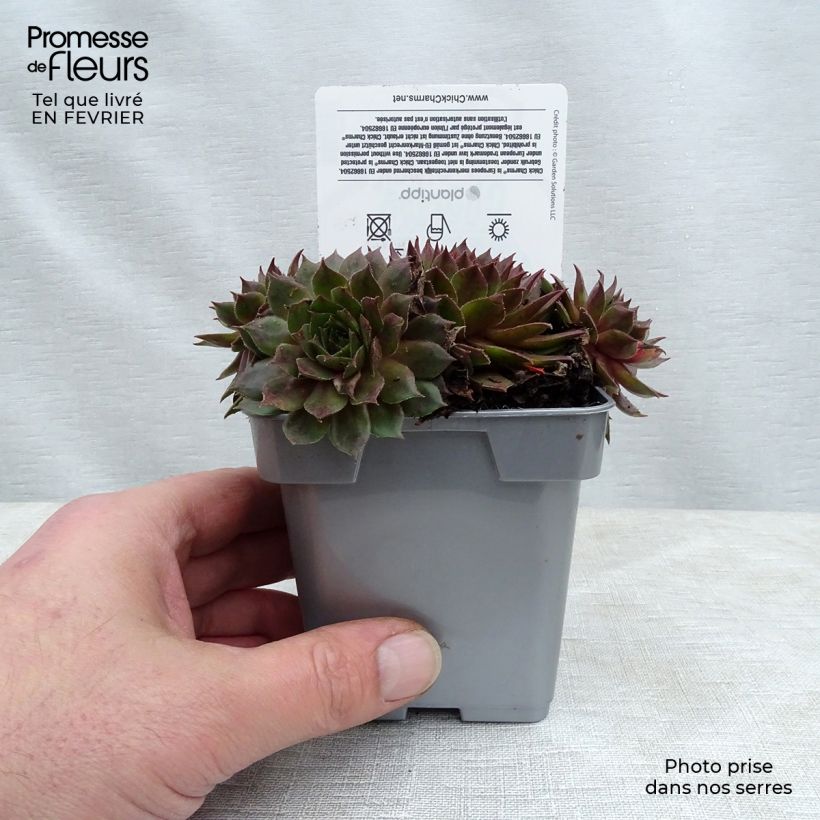 Sempervivum Chick Charms Bing Cherry 10cm/11cm pot sample as delivered in winter