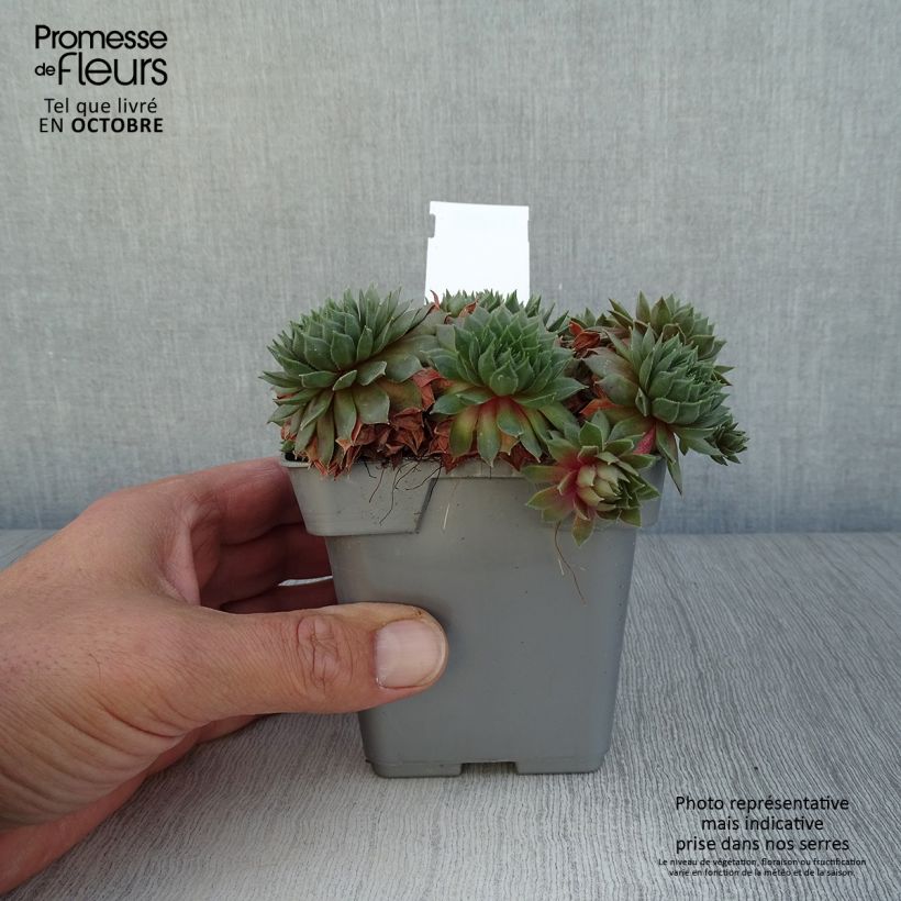 Sempervivum Chick Charms Bing Cherry 10cm/11cm pot sample as delivered in autumn