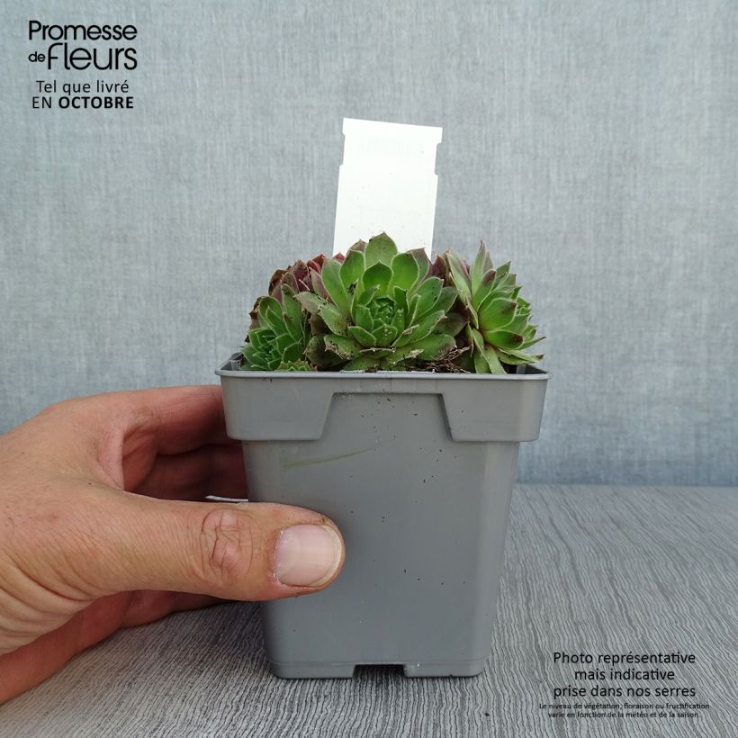 Sempervivum Chick Charms Cherry Berry 10cm/11cm pot sample as delivered in autumn