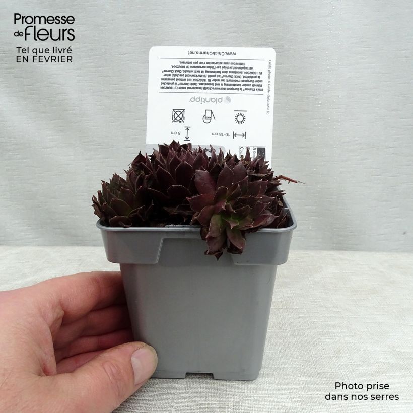 Sempervivum Chick Charms Chocolate Kiss 10cm/11cm pot sample as delivered in winter