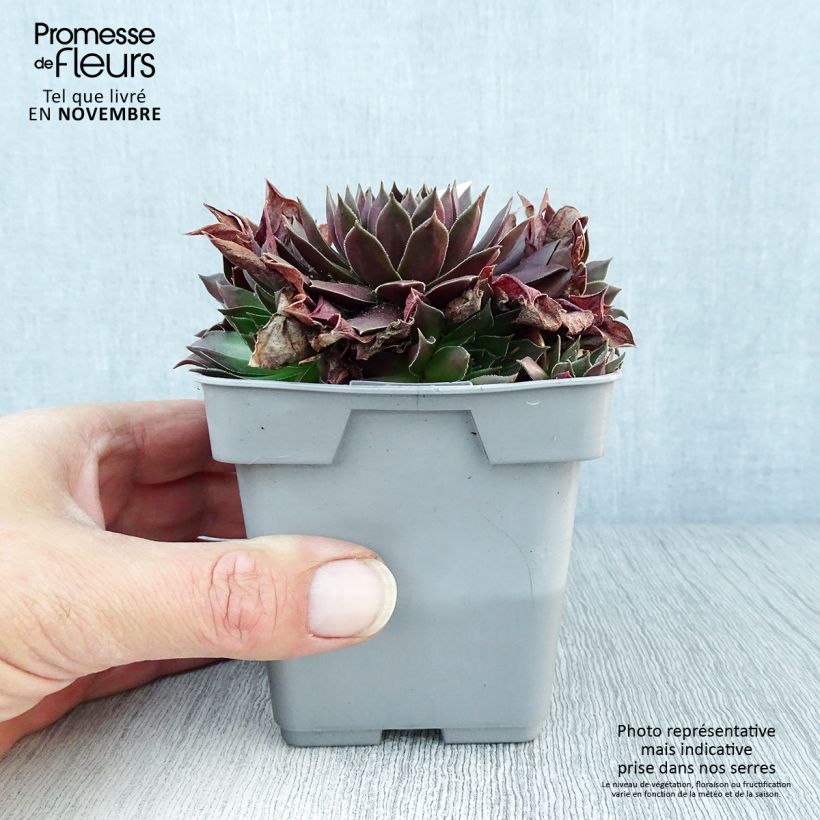 Sempervivum Chick Charms Chocolate Kiss 10cm/11cm pot sample as delivered in autumn