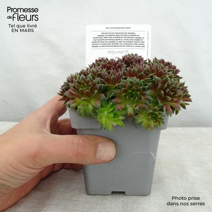 Sempervivum Chick Charms Cinnamon Starburst 10cm/11cm pot sample as delivered in spring