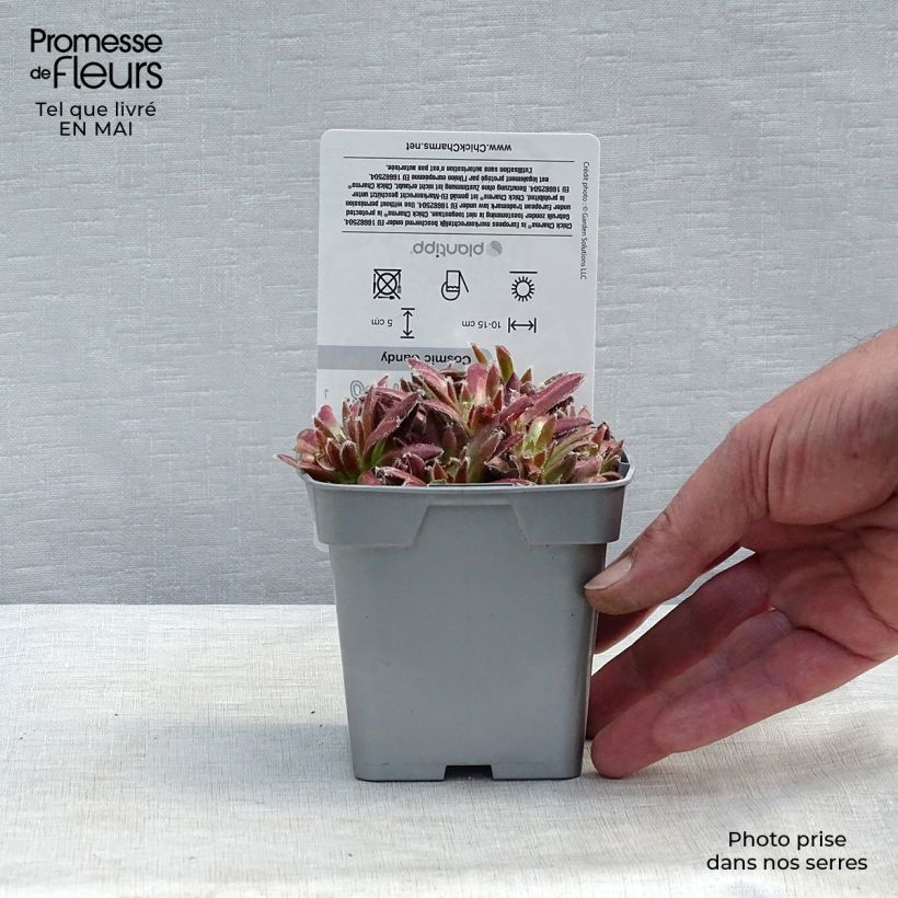 Sempervivum Chick Charms Cosmic Candy 10cm/11cm pot sample as delivered in spring