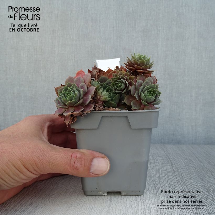 Sempervivum Chick Charms Cosmic Candy 10cm/11cm pot sample as delivered in autumn