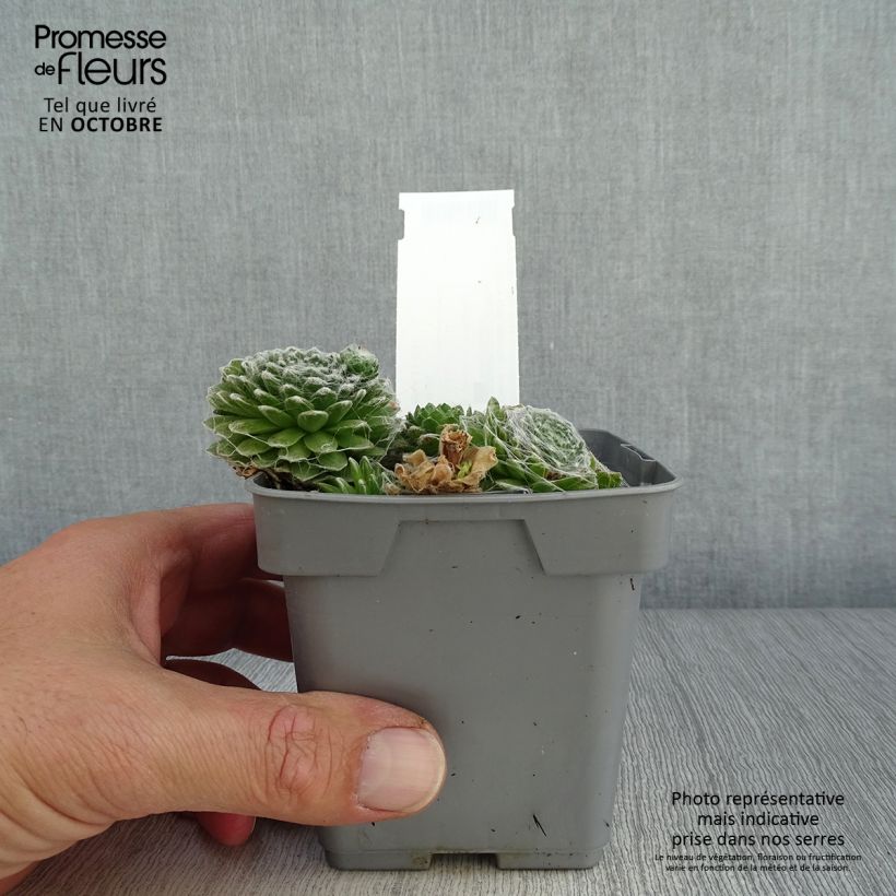 Sempervivum Chick Charms Cotton Candy 10cm/11cm pot sample as delivered in autumn