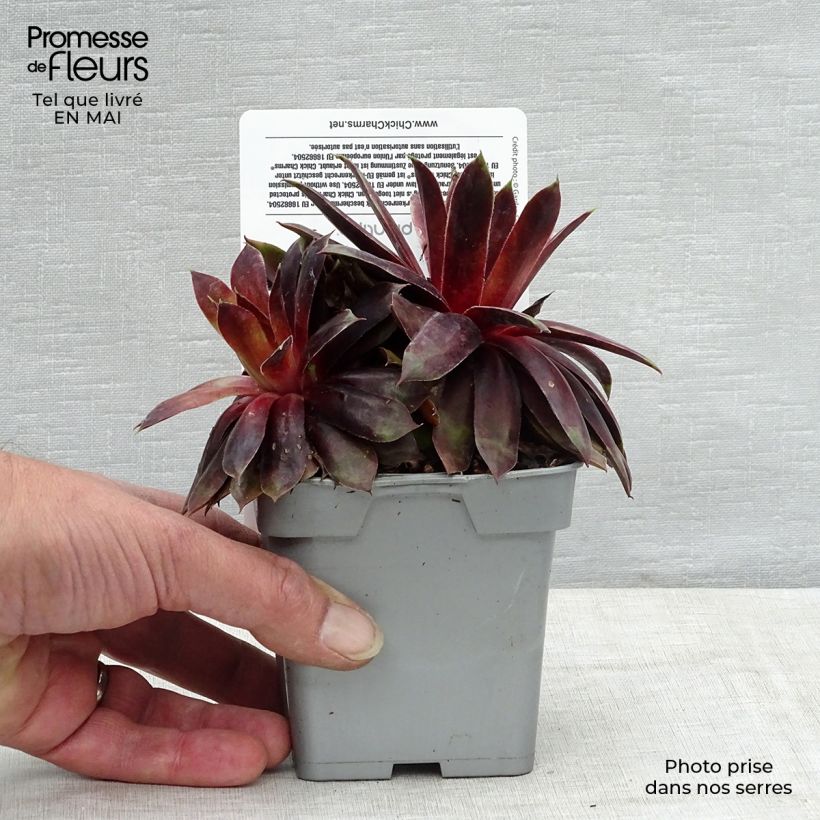 Sempervivum Chick Charms Cranberry Cocktail 10cm/11cm pot sample as delivered in spring