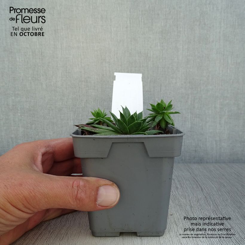 Sempervivum Chick Charms Cranberry Cocktail 10cm/11cm pot sample as delivered in autumn