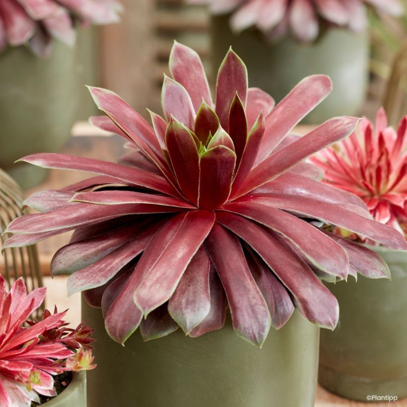 Sempervivum Emerald Explosion® - Houseleek (Foliage)