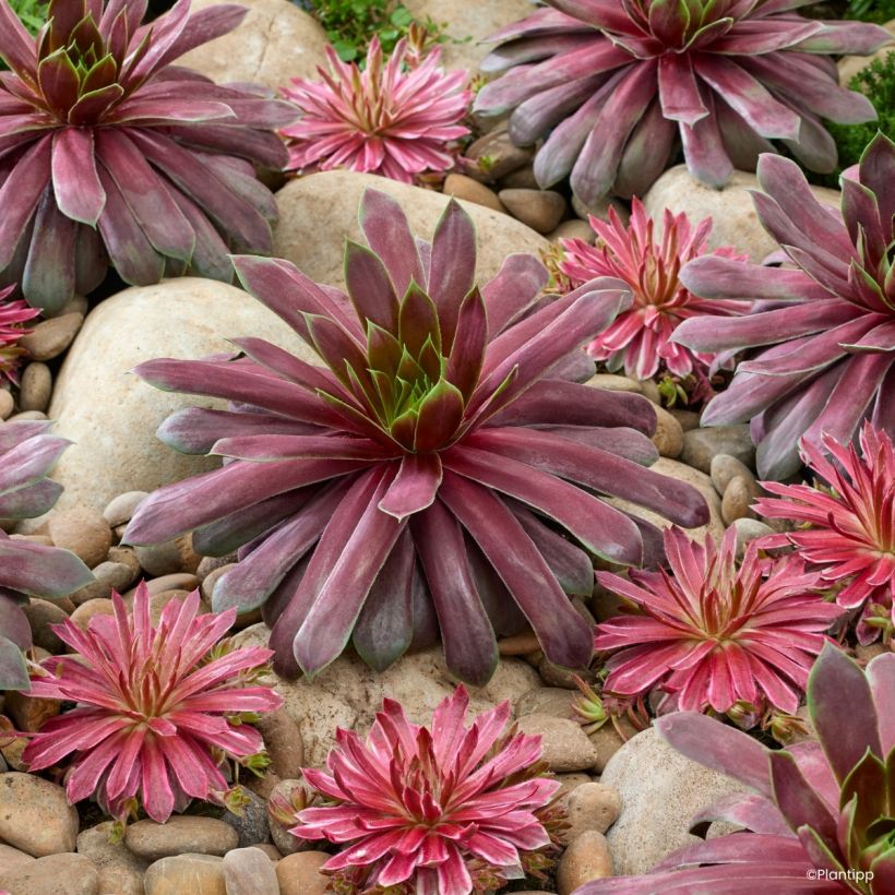 Sempervivum Emerald Explosion® - Houseleek (Plant habit)