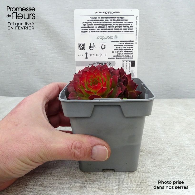 Sempervivum Chick Charms Gold Nugget 10cm/11cm pot sample as delivered in winter