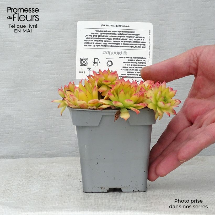 Sempervivum Chick Charms Gold Nugget 10cm/11cm pot sample as delivered in spring