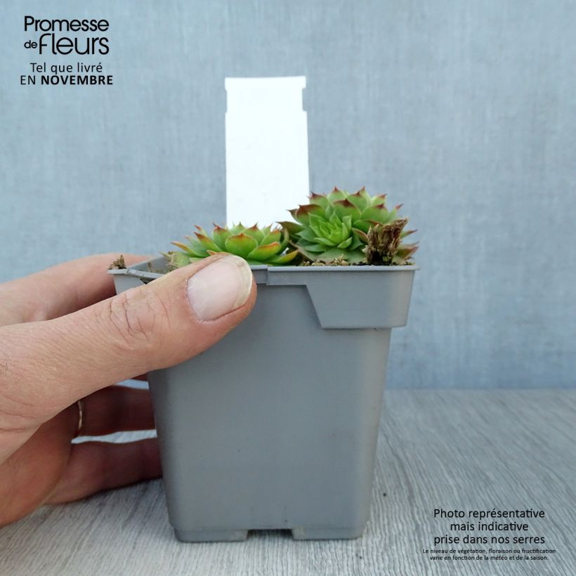 Sempervivum Chick Charms Gold Nugget 10cm/11cm pot sample as delivered in autumn