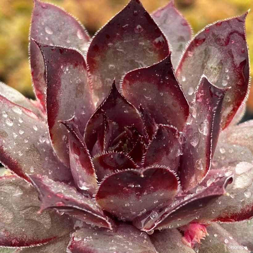 Sempervivum Chic Charms Grape Galaxy® - Houseleek (Foliage)
