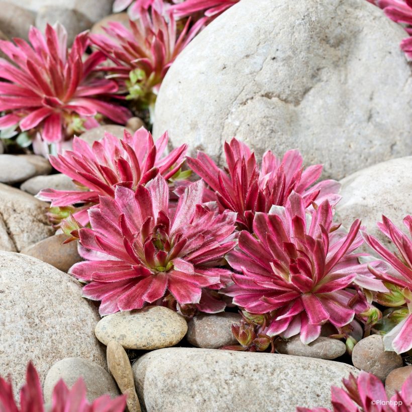 Sempervivum Chick Charms Lotus Blossom ® - Houseleek (Plant habit)