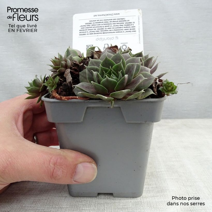 Sempervivum Chick Charms Plum Parfait 10cm/11cm pot sample as delivered in winter