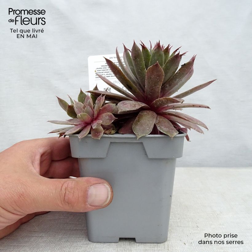 Sempervivum Chick Charms Plum Parfait 10cm/11cm pot sample as delivered in spring