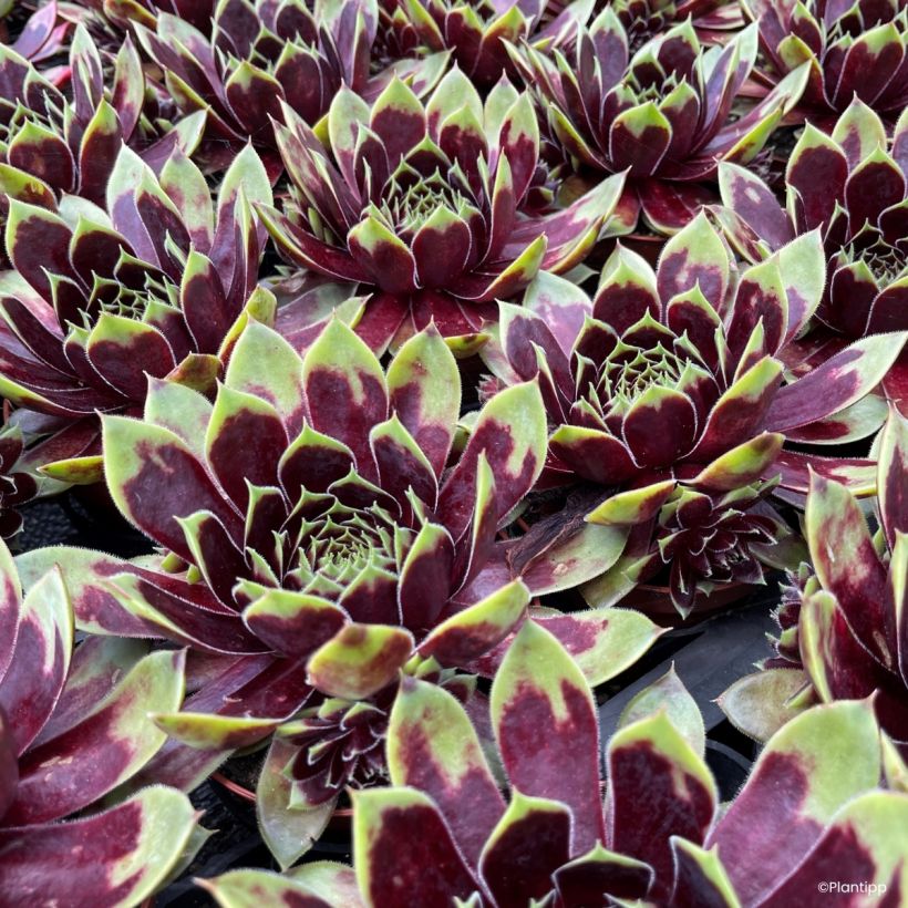 Sempervivum Coconut Crystal® - Houseleek (Foliage)