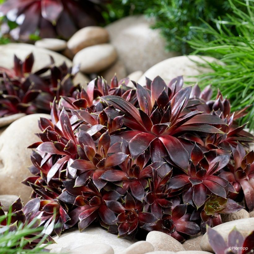 Sempervivum Coconut Crystal® - Houseleek (Plant habit)