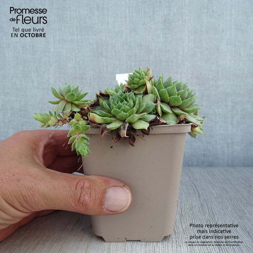 Sempervivum Commander Hay 8/9 cm pot sample as delivered in autumn