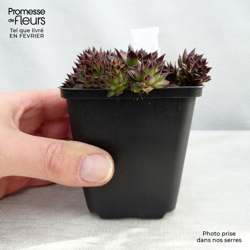 Sempervivum Dark Beauty 8/9 cm pot sample as delivered in winter