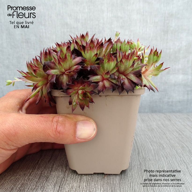 Sempervivum Dark Beauty 8/9 cm pot sample as delivered in spring