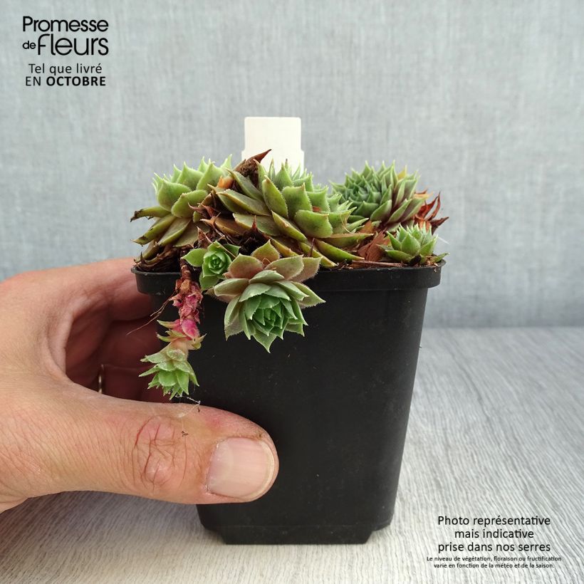 Sempervivum Feldmaier 8/9 cm pot sample as delivered in autumn