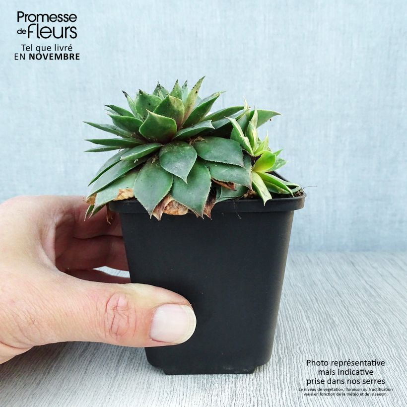 Sempervivum Collection 8/9 cm pot sample as delivered in autumn
