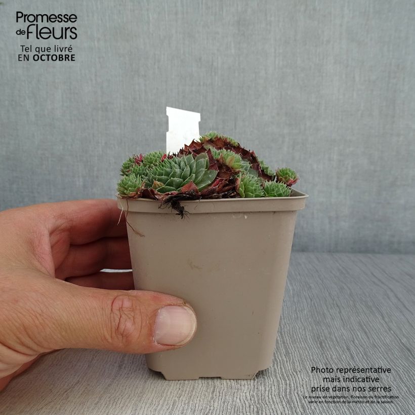 Sempervivum Granat 8/9 cm pot sample as delivered in autumn