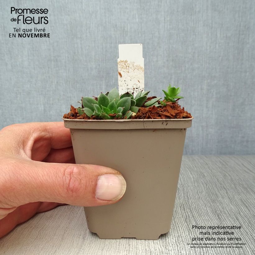 Sempervivum tectorum Black 8/9 cm pot sample as delivered in autumn